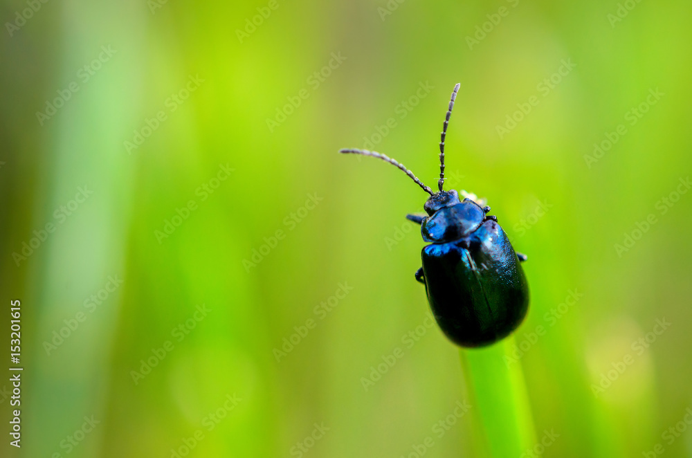 bug sits on a grass, on a beautiful green background bug sits on a grass, on a beautiful green background