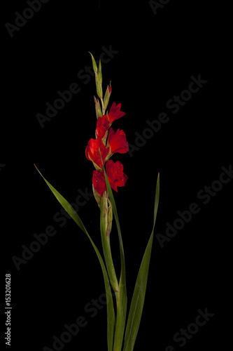 Flores rojas sobre fondo negro