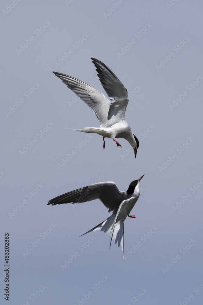 Obraz premium Charranes (Sterna hirundo) peleando en vuelo sobre cielo azul