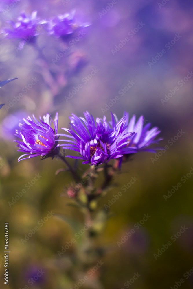 Fototapeta premium Wilde purple flower with bokeh