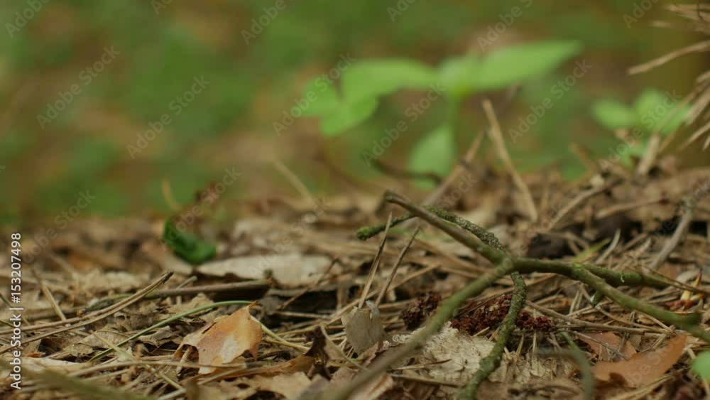Chicken egg in the forest on the ground, sideview. Chicken egg in the forest on the ground, sideview.