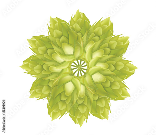 Abstract Hop flower plant 3d vector icon isolated on white background. Hops beer vector illustration.
