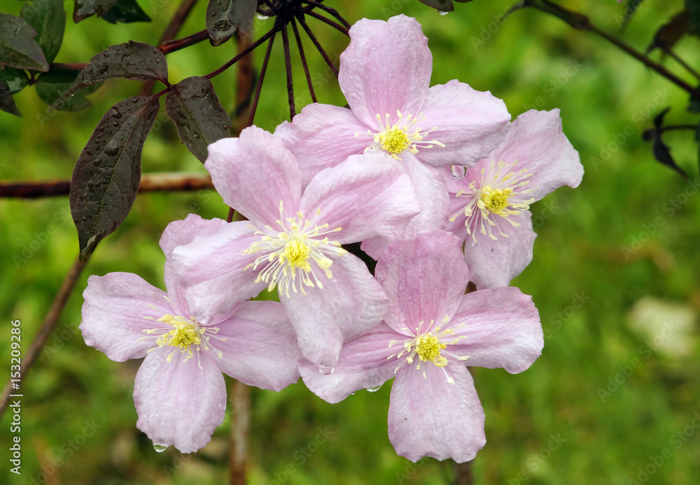 Big pink flowers of clematis montama with drops of water