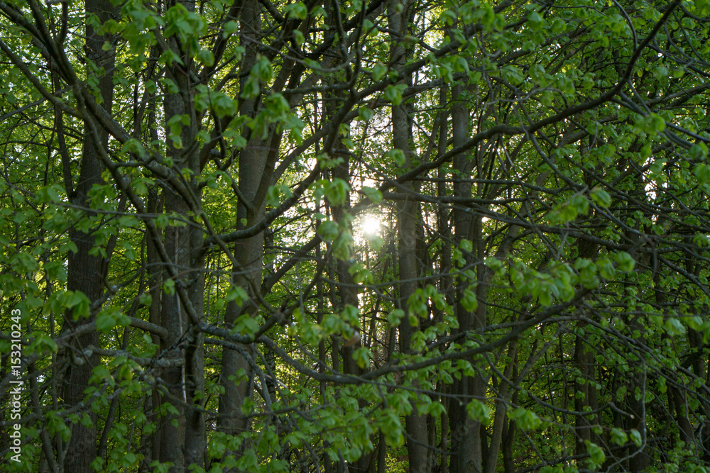 Fototapeta premium Sun seen through trees in a forest