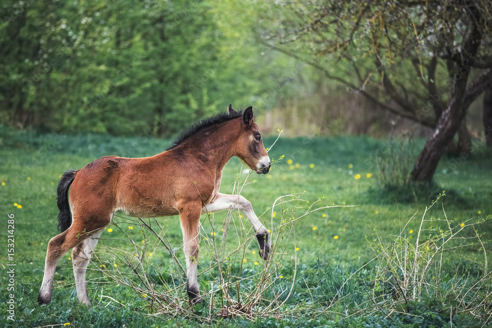 Bay foal plays through the spring garden Bay foal plays through the spring garden