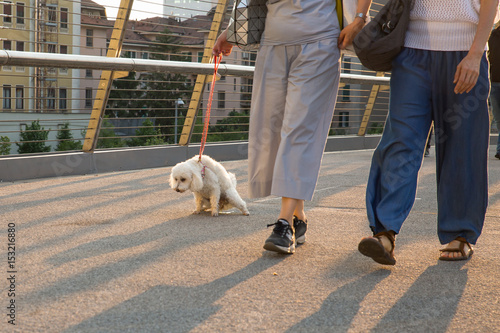 take the dog to pee - poodle pee on a urban bridge