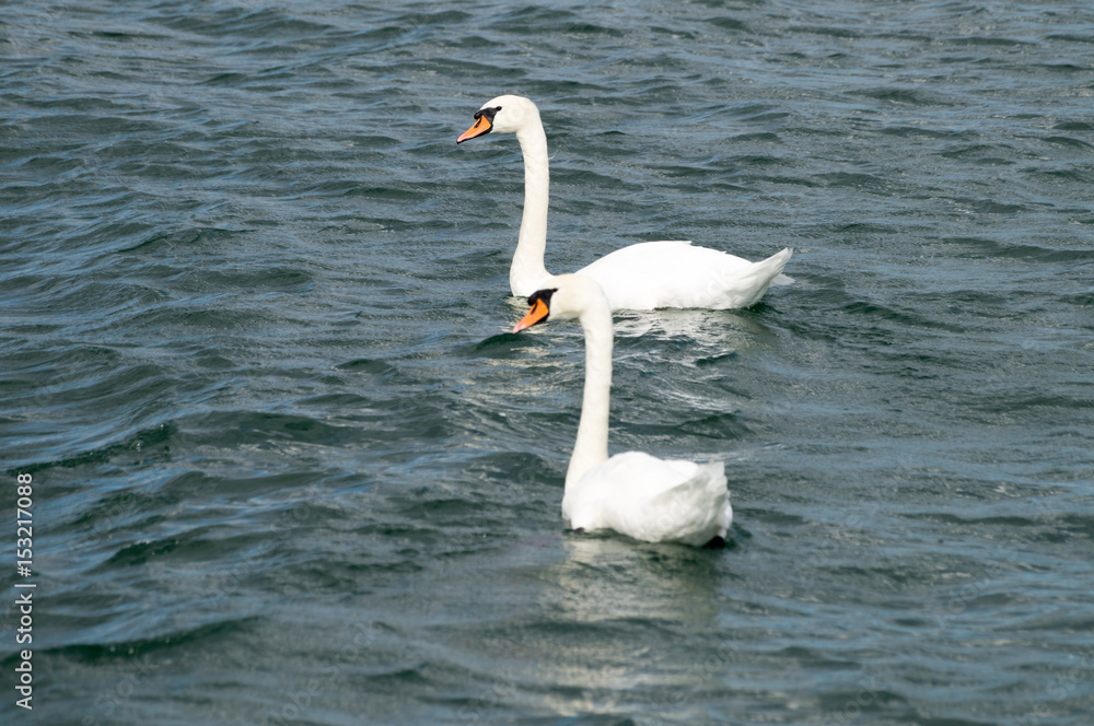Obraz premium Schwäne auf einem See