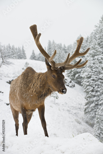 Wallpaper Mural Bull Elk in Snow Torontodigital.ca