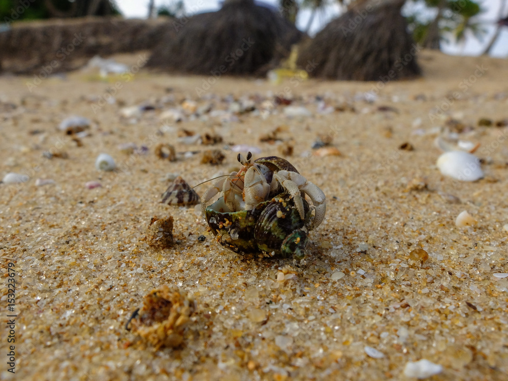 searching for new shell