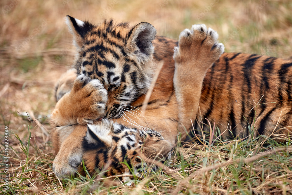 Cute little Tiger cubs playing in the grass Cute little Tiger cubs playing in the grass