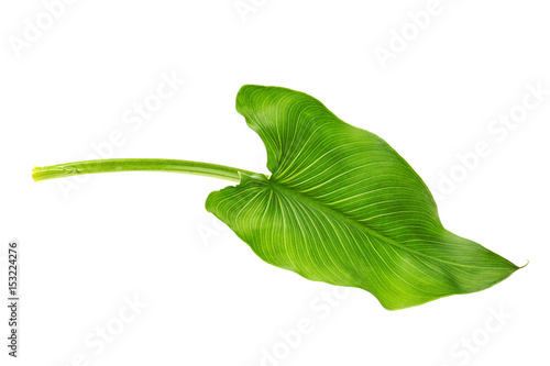 Green leaf on white background