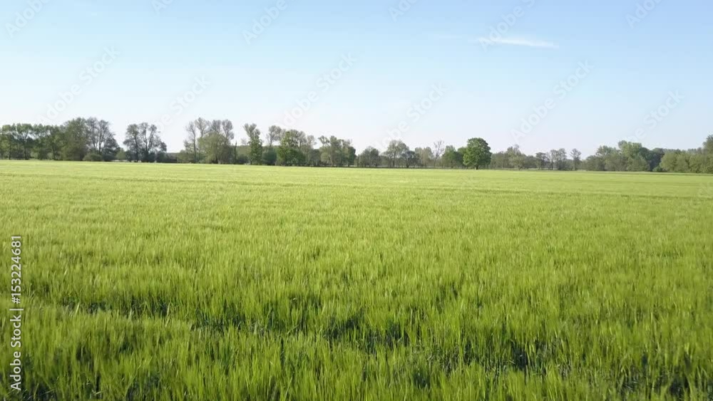 Weizenanbau Weizenanbau