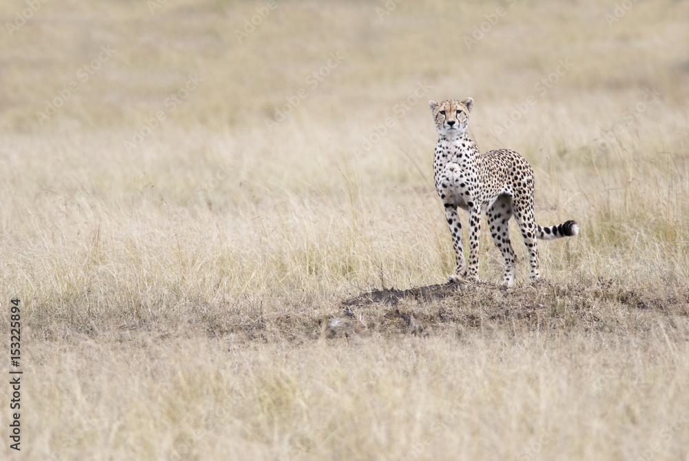 Cheetah looking out for the victim in the African savannah Cheetah looking out for the victim in the African savannah