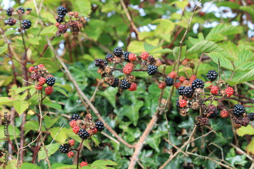 blackberry blackberries  bush wild growing ripening on bramble bush ripe and unripe stock, photo, photograph, picture, image, 