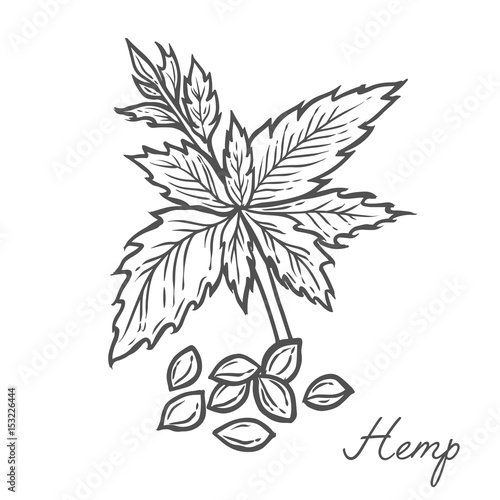Hemp seed plant, leaf, branch. Hand drawn engraved vector sketch etch illustration. Superfood Nutrition, detox, care, vitamin ingredient. Hemp Black on white background