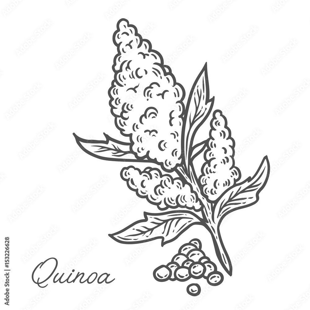 Quinoa seed plant, leaf, branch. Hand drawn engraved vector sketch etch