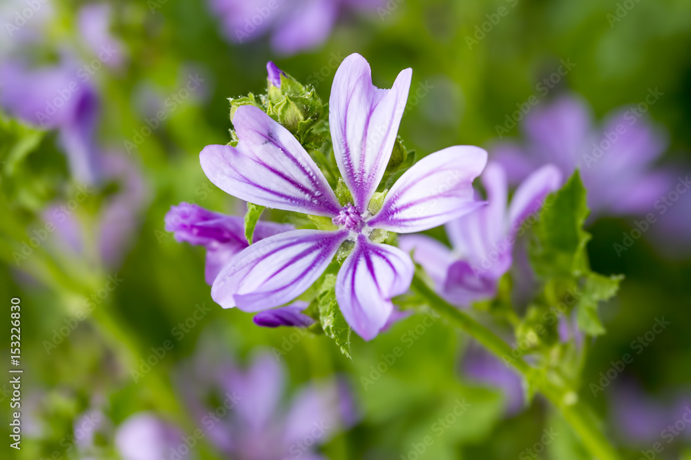 Ebegümeci çiçeği; malva sylvestris