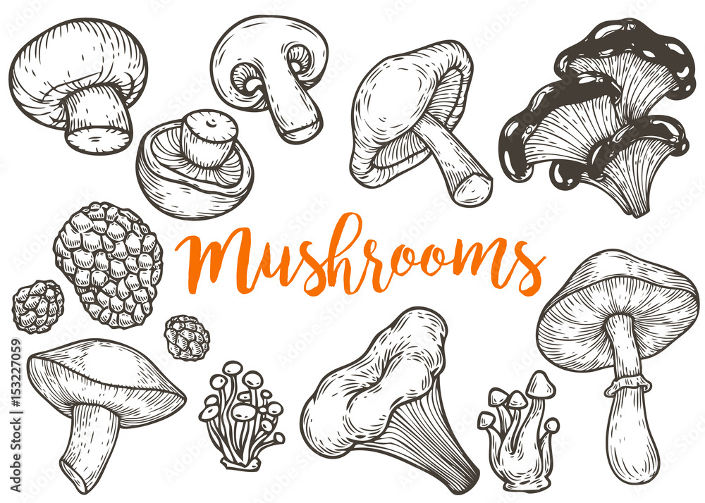 Mushroom hand drawn sketch vector illustration. Mushroom shiitake, truffle, chanterelle, champignon, enokitake, honey agaric, oyster mushroom, fresh organic food isolated on white. Mushroom hand drawn sketch vector illustration. Mushroom shiitake, truffle, chanterelle, champignon, enokitake, honey agaric, oyster mushroom, fresh organic food isolated on white.