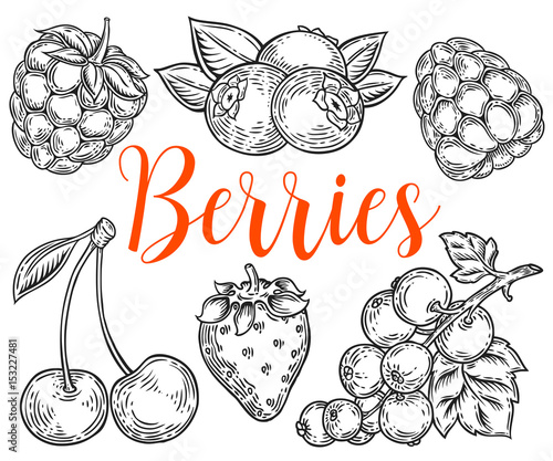 Berry Hand drawn vector set. Fruit botany illustration. Berries engraving doodle sketch etch line. Currant, raspberry, strawberry, blueberry, cherry on white background. Dessert ingredient