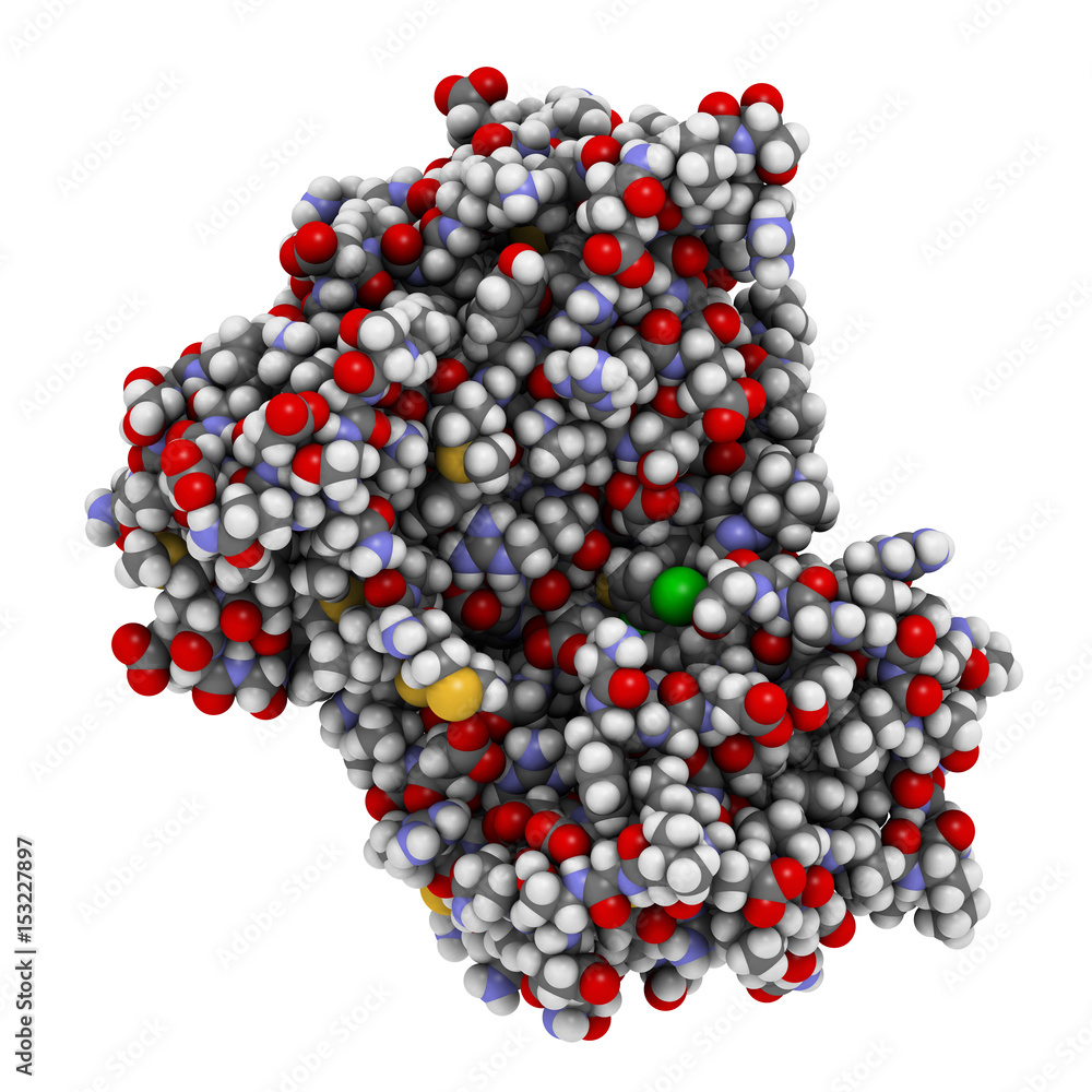 Anaplastic lymphoma kinase (ALK, tyrosine kinase domain) protein. Shown in complex with the inhibitor crizotinib. 3D rendering based on protein data bank entry 2xp2. Anaplastic lymphoma kinase (ALK, tyrosine kinase domain) protein. Shown in complex with the inhibitor crizotinib. 3D rendering based on protein data bank entry 2xp2.