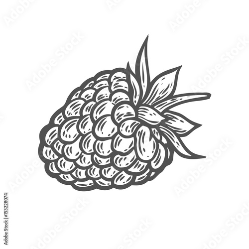 Raspberry fruit. Superfood organic berry. Hand drawn vector sketch engraved illustration. Black raspberry isolated on white background