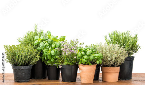 Fototapeta Świeżych ziele basilu rozmarynów tymiankowy cząber biały tło