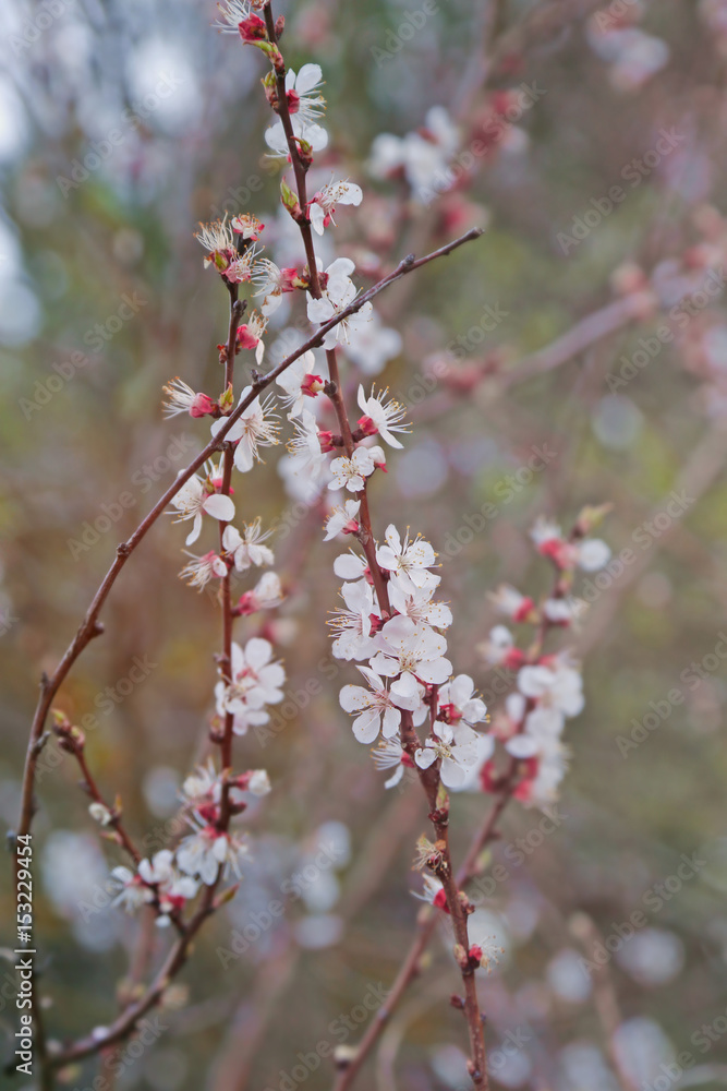 Tree branches with blooming flowers on blurred background Tree branches with blooming flowers on blurred background
