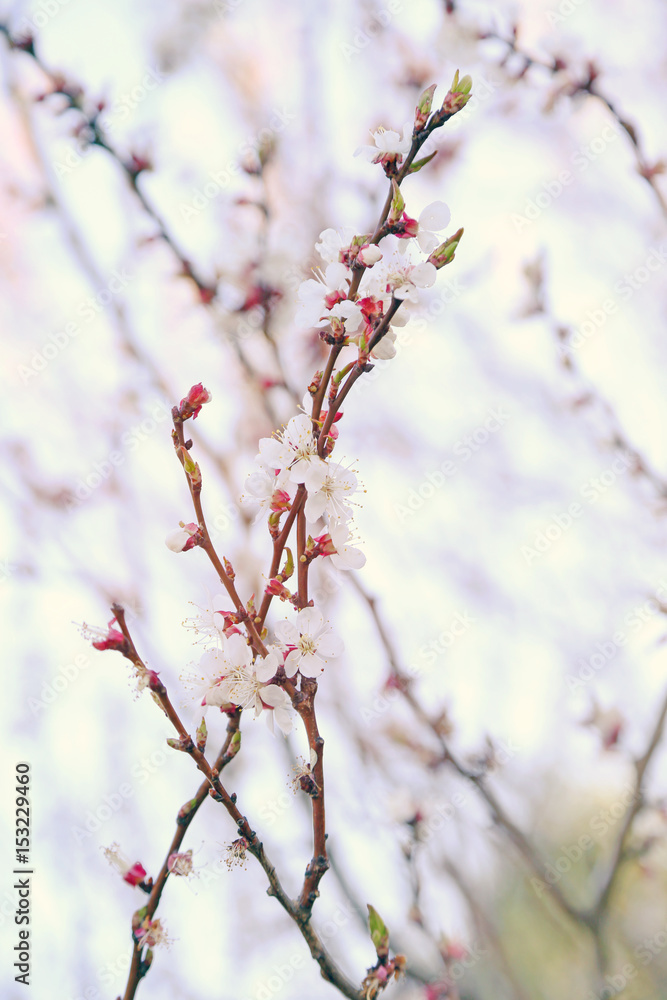 Tree branches with blooming flowers on blurred background Tree branches with blooming flowers on blurred background