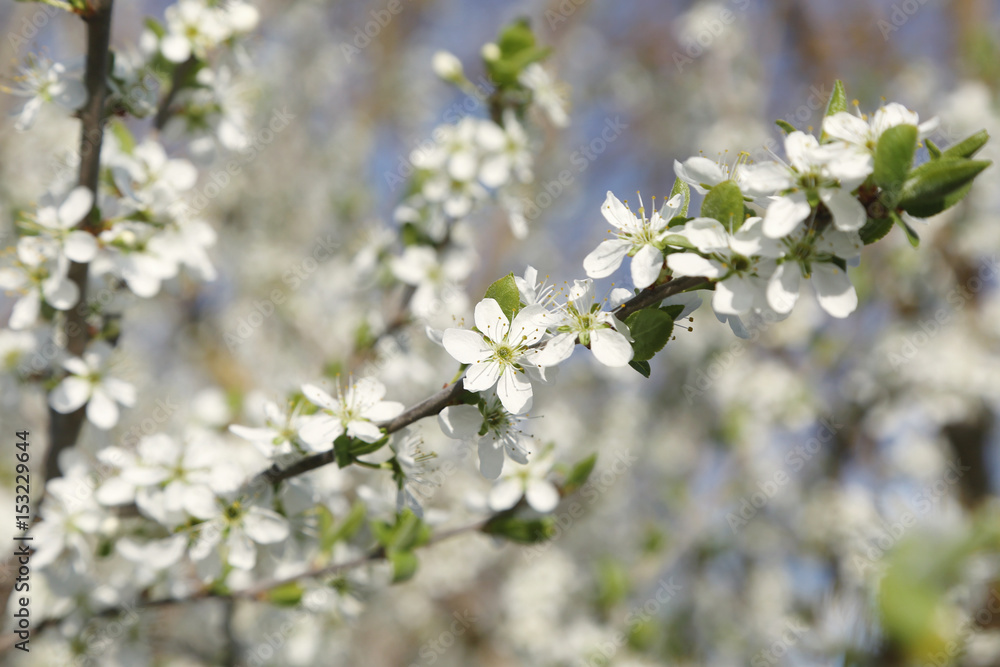 Tree branches with blooming flowers on blurred background