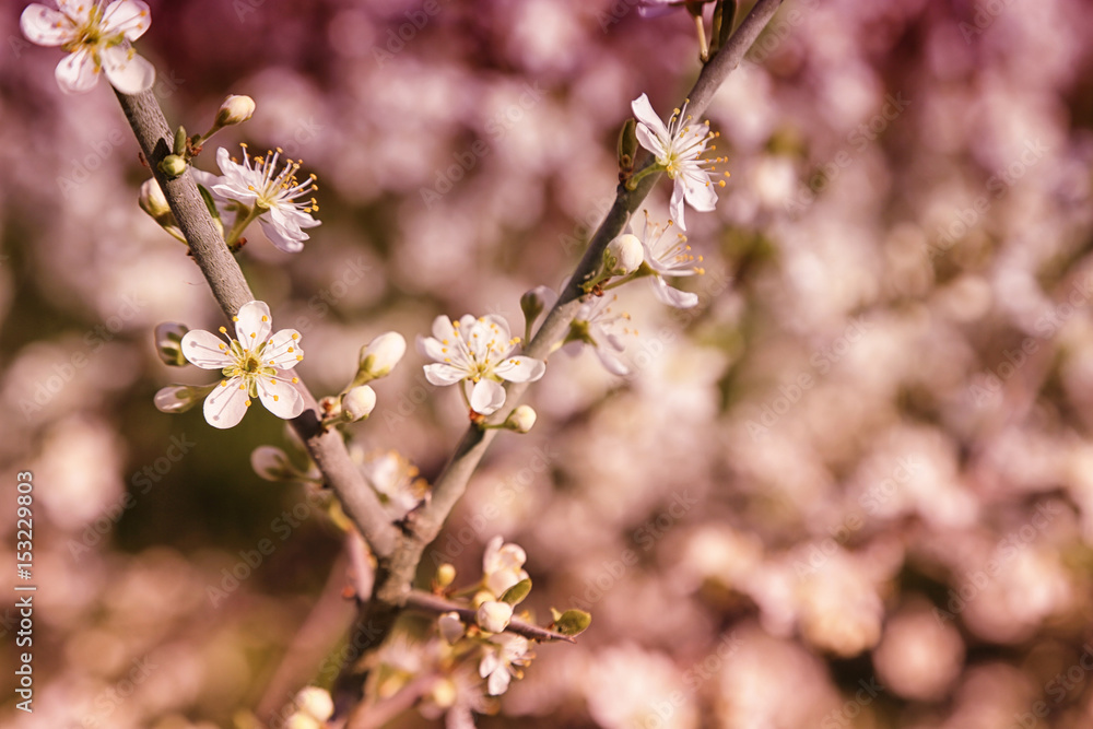 Tree branch with blooming flowers on blurred background Tree branch with blooming flowers on blurred background