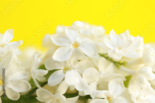 Bunch of beautiful lilac flowers, closeup