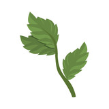 Mint plant leaves icon vector illustration graphic design