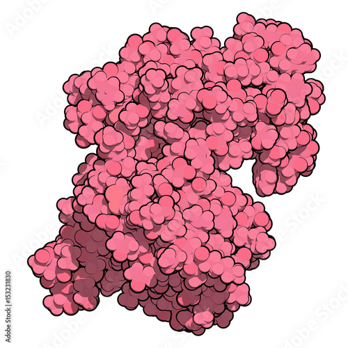 CD38 (ectodomain fragment) enzyme. Target of the monoclonal antibody drug daratumumab, used for the treatment of multiple myeloma. 3D rendering based on protein data bank entry 5f1k. photo