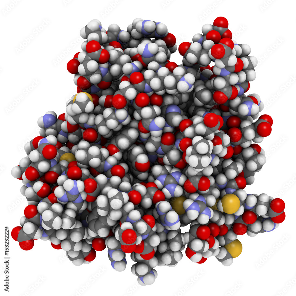 CD3 protein (epsilon/delta ectodomain dimer). CD3 is present on the surface of T-lymphocytes and is required for T-cell activation. 3D rendering based on protein data bank entry 1xiw. CD3 protein (epsilon/delta ectodomain dimer). CD3 is present on the surface of T-lymphocytes and is required for T-cell activation. 3D rendering based on protein data bank entry 1xiw.