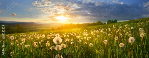 Panel kuchenny z motywem Dandelions