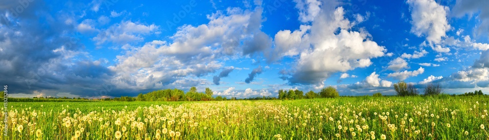 Spring meadow panorama, full of dandelions - obrazy, fototapety, plakaty 