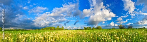 Spring meadow panorama  full of dandelions