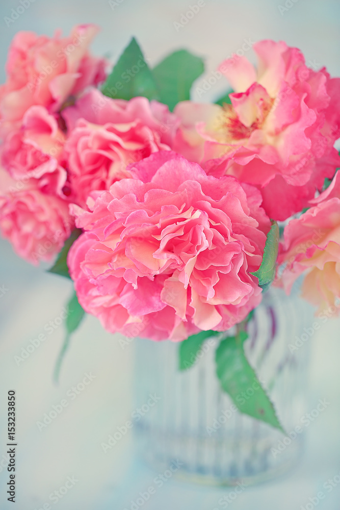 Delicate beautiful roses from a garden in a glass vase on a blue background. 