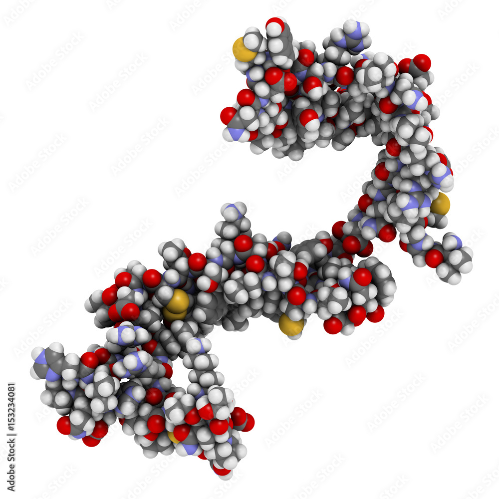 Cystatin C (V57D mutant). Protein used as biomarker of kidney function. 3D rendering based on protein data bank entry 3sva. Cystatin C (V57D mutant). Protein used as biomarker of kidney function. 3D rendering based on protein data bank entry 3sva.