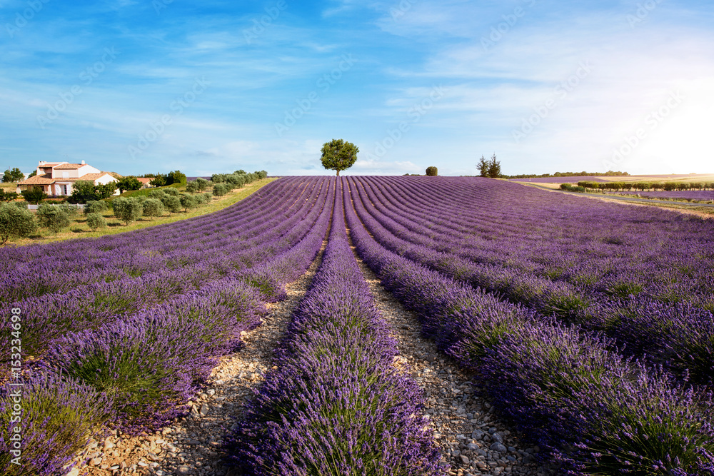 lavender field with house and tree lavender field with house and tree