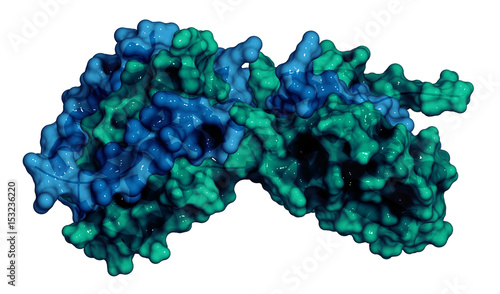 Interleukin 10 (IL-10) cytokine protein. Investigated in the treatment of cancer.  3D rendering based on protein data bank entry 2h24. photo