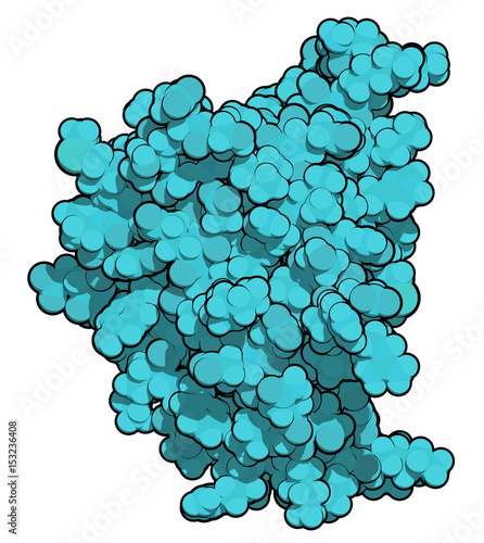 Interleukin 2 (IL-2) cytokine protein. Aldesleukin is a recombinant analog of IL-2 that is used in the treatment of cancer. 3D rendering based on protein data bank entry 1z92. photo