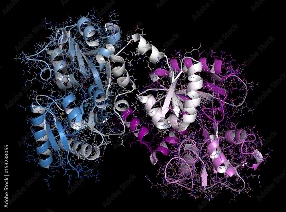 Lactoferrin protein. Lactoferrin is an ironbinding protein that is
