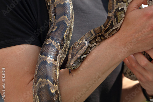 Man holding snake tiger python in hands