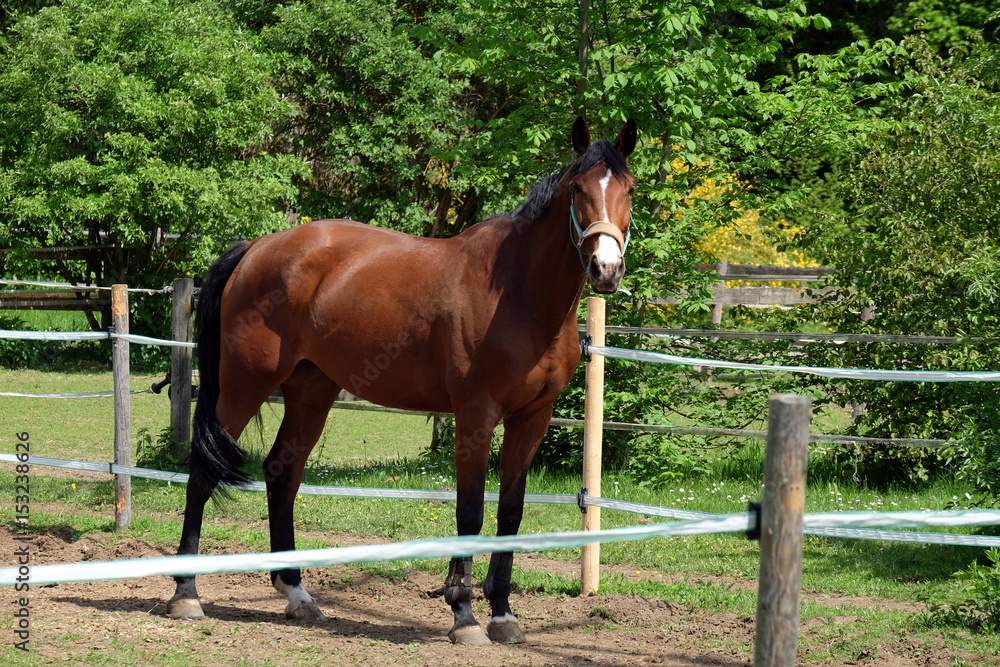 Obraz premium Reitpferd