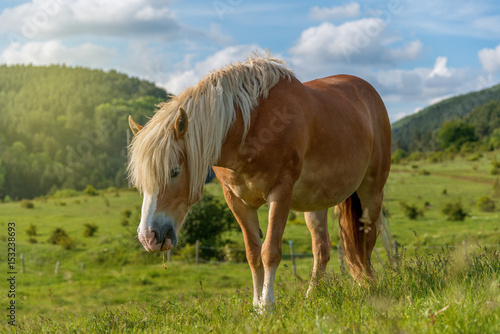 Fototapeta Naklejka Na Ścianę i Meble -  Horse grazing in a pasture with grass