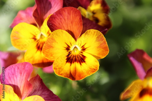 fire pansy
