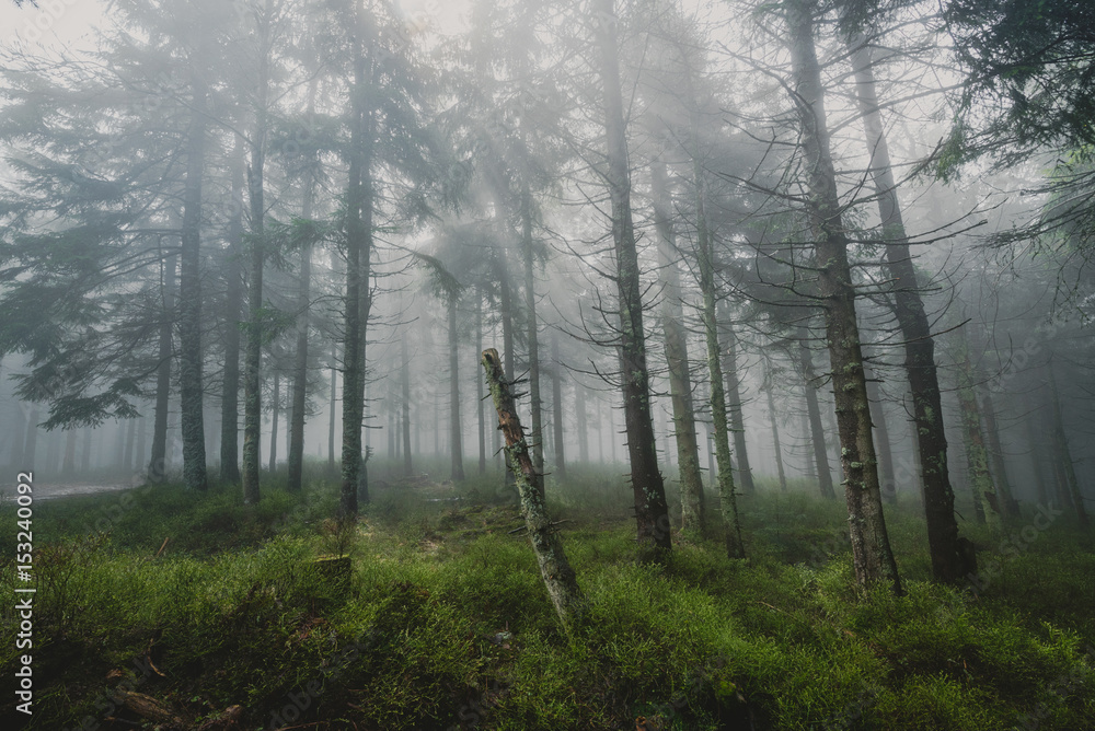 Obraz premium Mysterious forrest in the fog