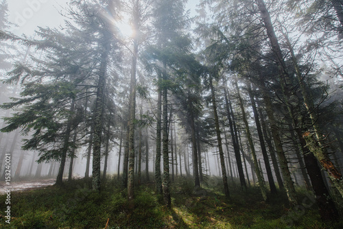 Forest in the fog