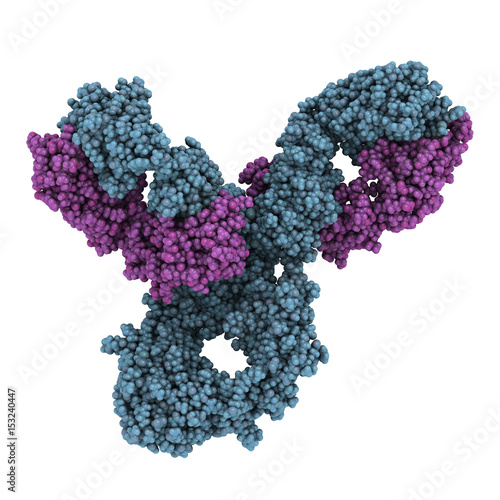 Pembrolizumab monoclonal antibody drug protein. Immune checkpoint inhibitor targetting PD-1, used in the treatment of a number of cancers. 3D rendering based on protein data bank entry 5dk3.